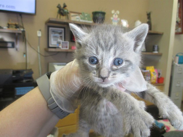 adoptable Cat in Ocala, FL named SILKIE