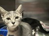 adoptable Cat in ocala, FL named SILKIE