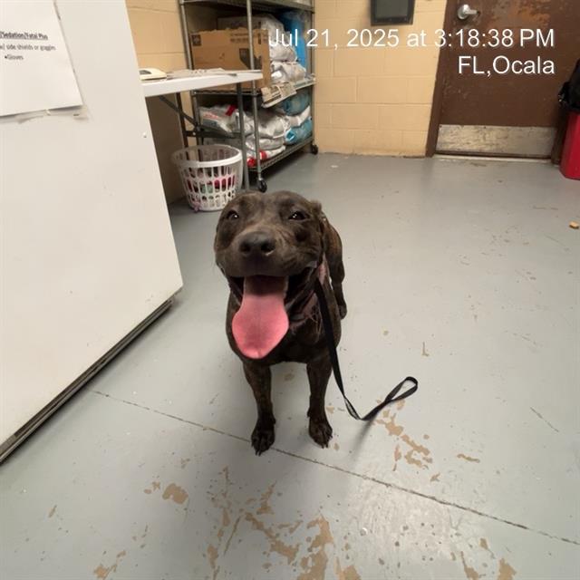 adoptable Dog in Ocala, FL named A364821