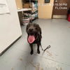 adoptable Dog in  named A364821