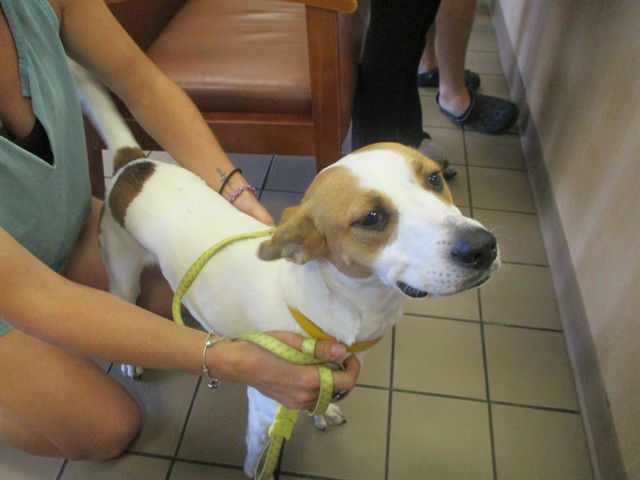 adoptable Dog in Ocala, FL named GINGER