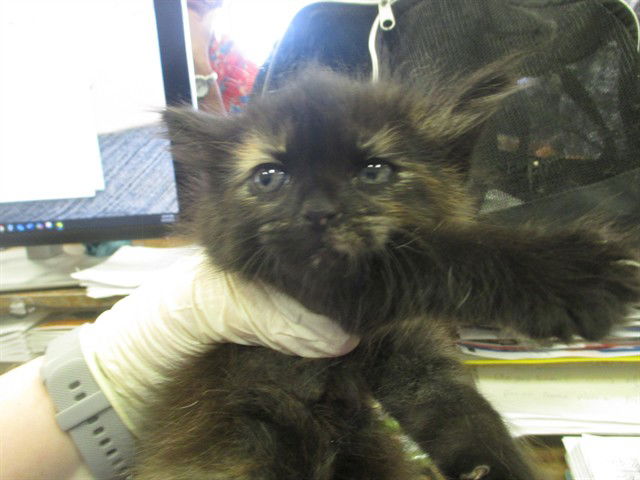 adoptable Cat in Ocala, FL named TABITHA