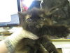adoptable Cat in  named TABITHA