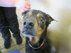 adoptable Dog in  named CRABCAKE