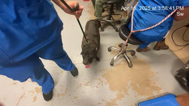 adoptable Dog in Ocala, FL named BRODY