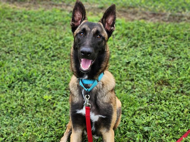 adoptable Dog in Ocala, FL named A364698
