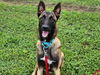 adoptable Dog in  named A364698