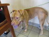 adoptable Dog in  named A364724