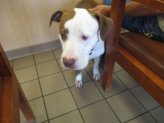 adoptable Dog in Ocala, FL named REMINGTON