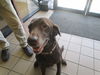 adoptable Dog in  named A364780
