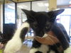 adoptable Cat in ocala, FL named SNAZZY