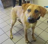 adoptable Dog in  named JACKY
