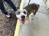 adoptable Dog in  named A364776