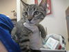 adoptable Cat in ocala, FL named WALDO