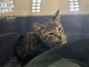 adoptable Cat in ocala, FL named A363280