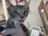 adoptable Cat in ocala, FL named WENDY