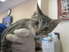 adoptable Cat in ocala, FL named WANDA