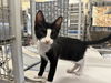 adoptable Cat in ocala, FL named WINSTON