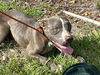 adoptable Dog in  named A364816