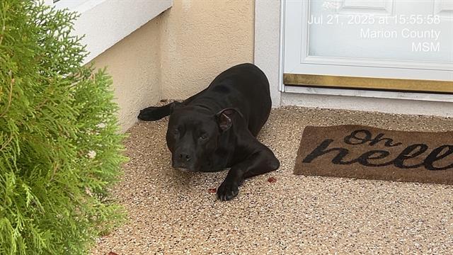 adoptable Dog in Ocala, FL named A364825