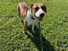 adoptable Dog in  named JOEY