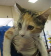 adoptable Cat in ocala, FL named A365062