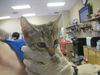 adoptable Cat in ocala, FL named WILLIE