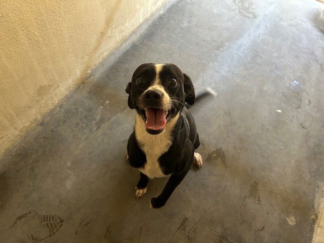 adoptable Dog in Ocala, FL named A364631