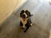 adoptable Dog in  named A364631