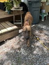 adoptable Dog in  named A364819