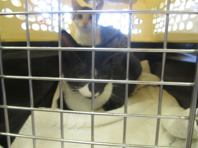 adoptable Cat in Ocala, FL named CARL