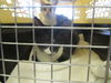 adoptable Cat in  named CARL