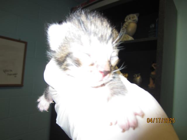 adoptable Cat in Ocala, FL named BRAD