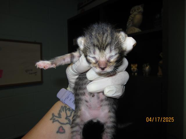 adoptable Cat in Ocala, FL named BRITTANY