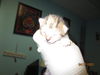 adoptable Cat in ocala, FL named BARBIE