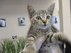 adoptable Cat in ocala, FL named CE-CE