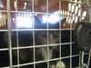 adoptable Cat in ocala, FL named A365106