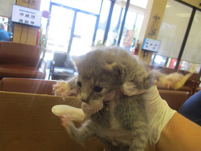adoptable Cat in Ocala, FL named JILL