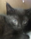 adoptable Cat in  named HERSHEY