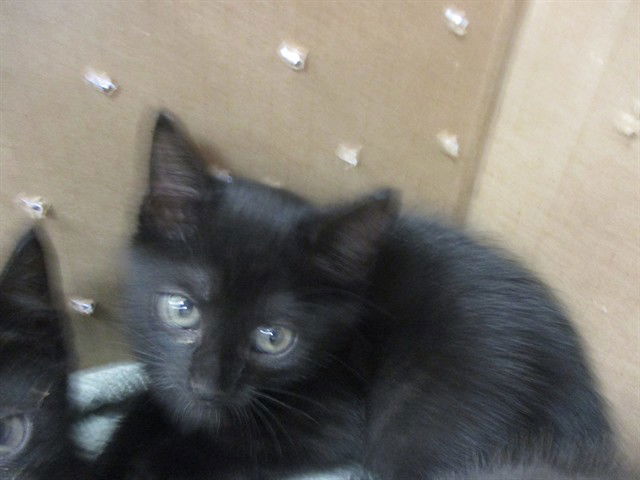 adoptable Cat in Ocala, FL named CADBURY