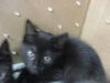 adoptable Cat in  named CADBURY