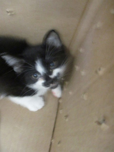 adoptable Cat in Ocala, FL named MARS