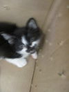 adoptable Cat in  named MARS