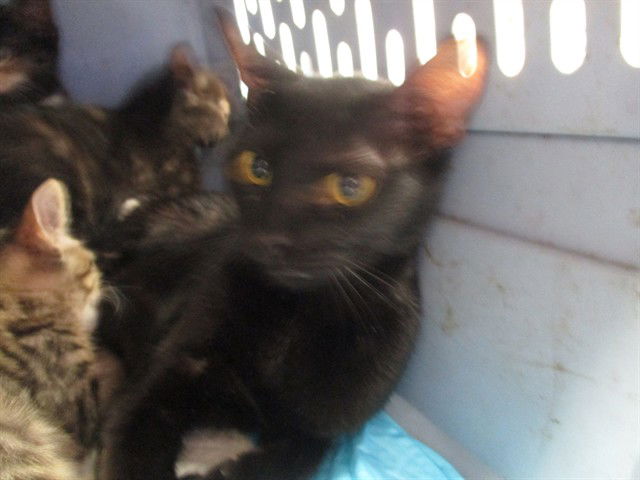 adoptable Cat in Ocala, FL named TIQUA