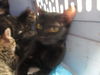 adoptable Cat in  named TIQUA