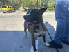 adoptable Dog in ocala, FL named YVONNE