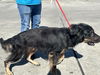 adoptable Dog in ocala, FL named A365046