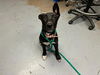 adoptable Dog in ocala, FL named SPLASH