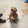 adoptable Dog in  named DUCK