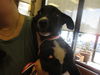 adoptable Dog in  named A366488